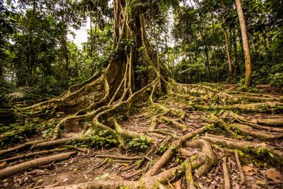 rainforest medicine